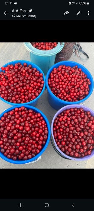 Продам вишня шіие сатам
