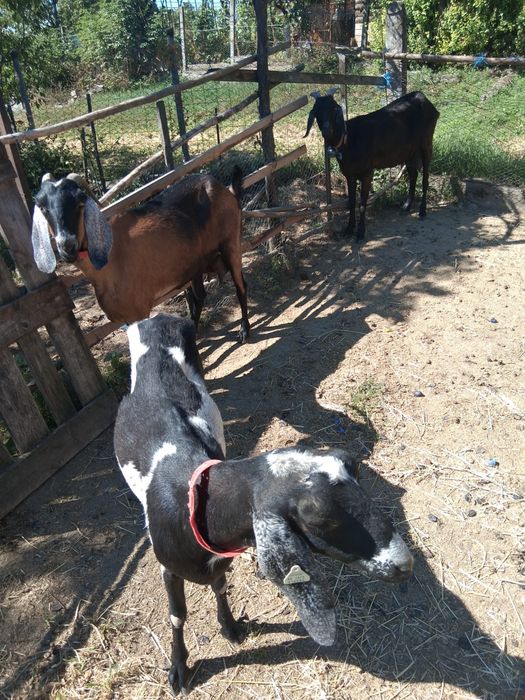 Capre anglo nubiene cauta alta locatie