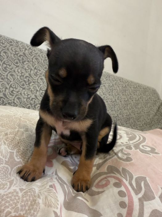 Той терьер, продам щенка