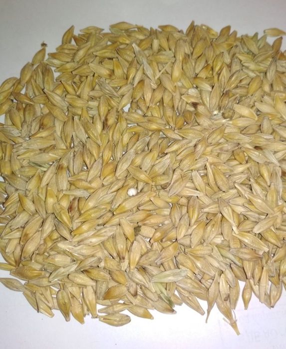 Ячмень целый. Арпа