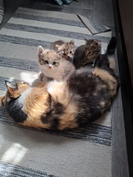 Отдам котят в хорошие руки