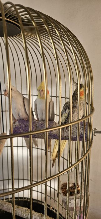 3 nimfe sanatoase + cusca