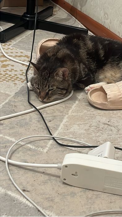 Отдам кота барашка в добрые руки