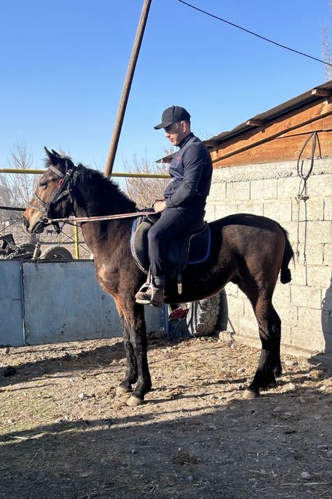 Продам жеребчика русского рысака