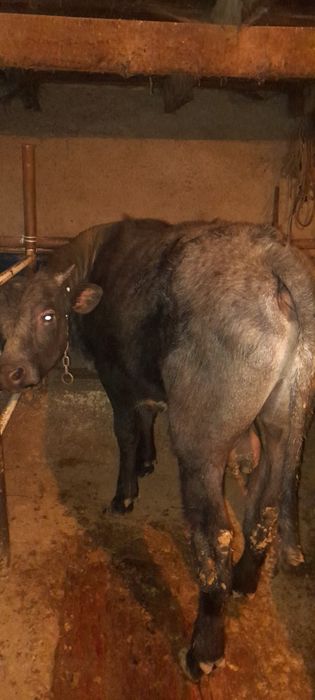 Бычки крупные жирные