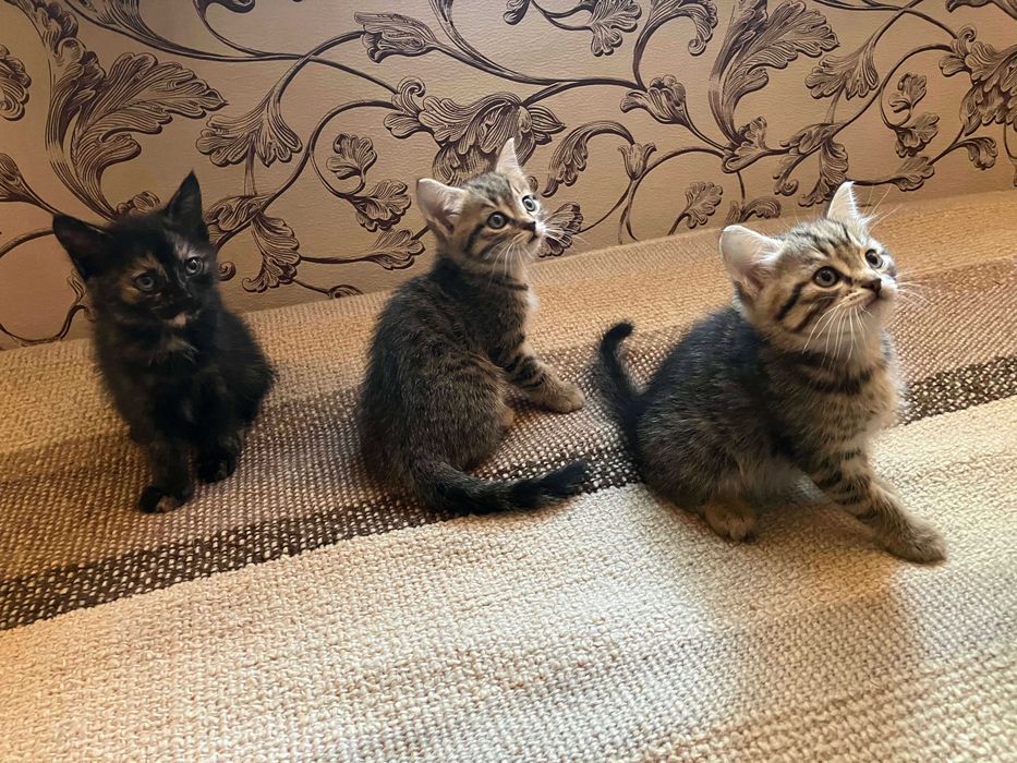 Отдам котят в добрые руки