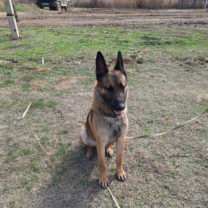 Белгейски овчарка малинуа