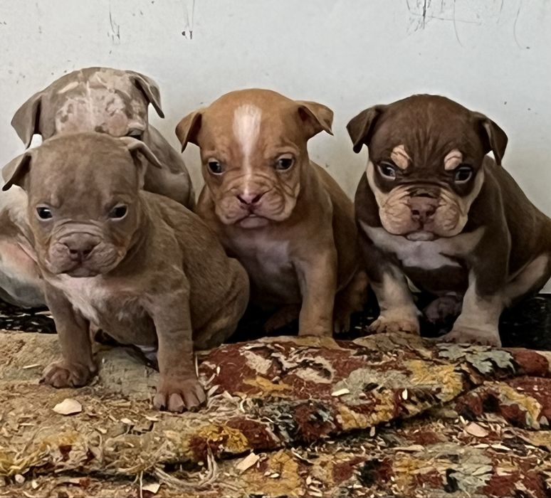Американский булли щенки