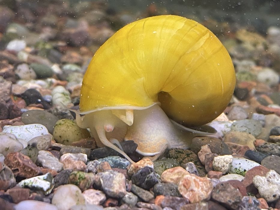 Роголистник || СУВ ЎТИ СОТИЛАДИ!