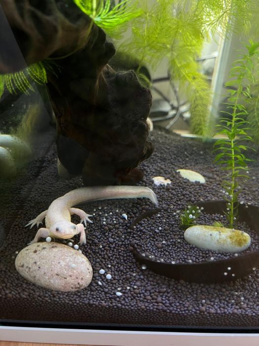 Продам тритонов