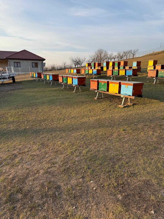 Vând Familii de albine