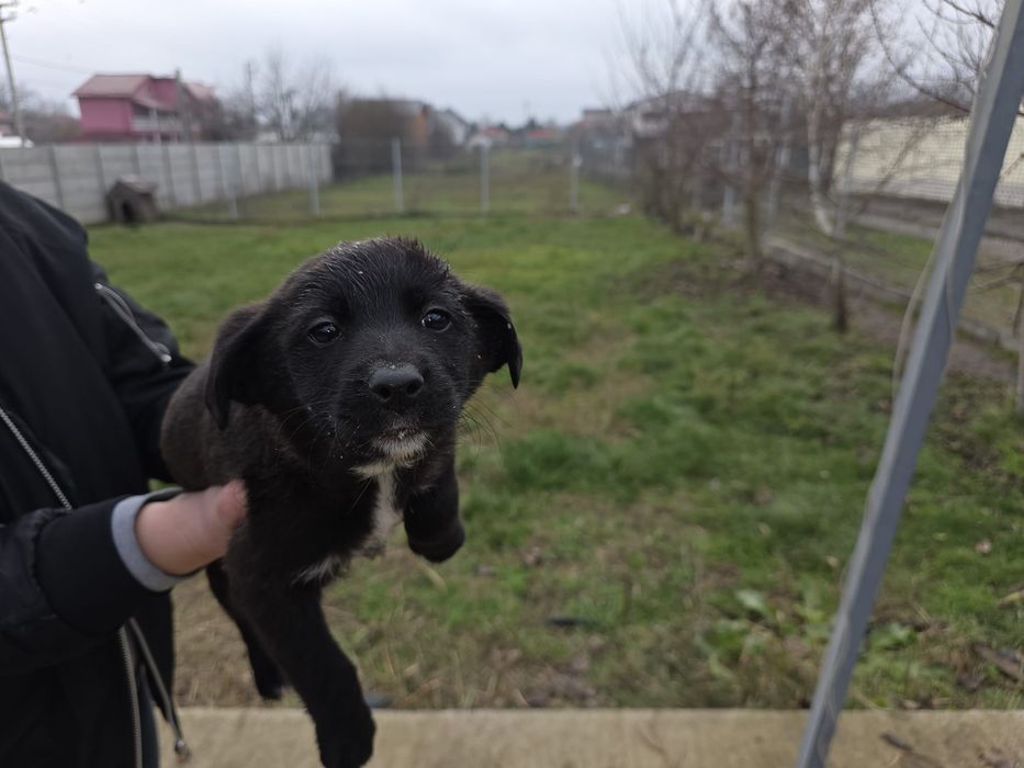 Donez pui rasa comuna metis