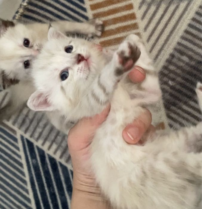 котята маленькие
