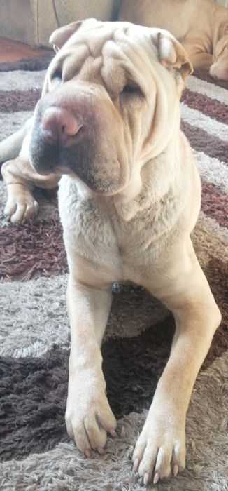 Щенки шарпея бронь