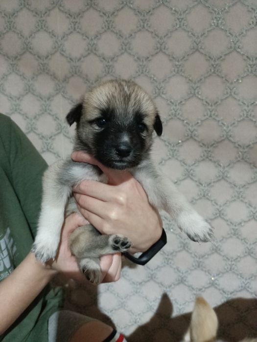 Отдам щенят. Девочки