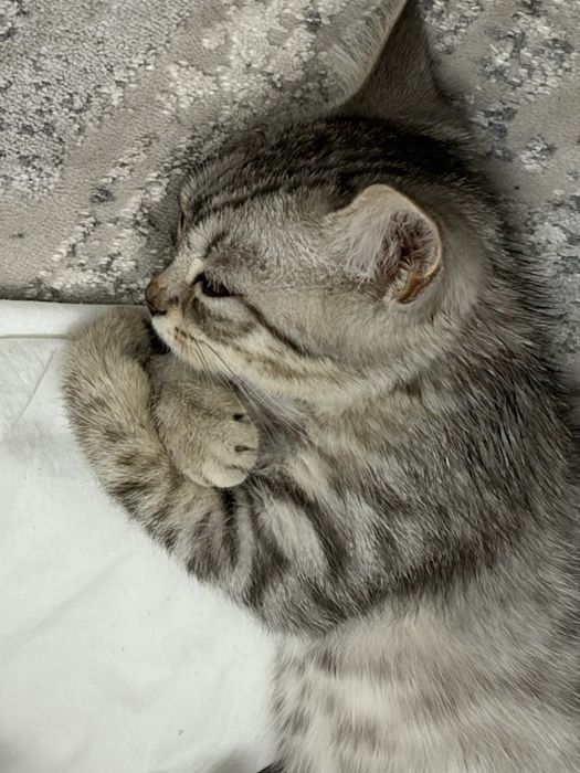 Котёнок в добрые руки