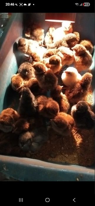 Продавам катунски кокошки, яйца и пилета на различна възраст