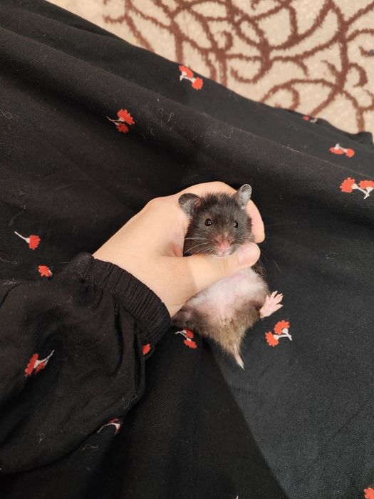 Хомяк королевский тозззаси