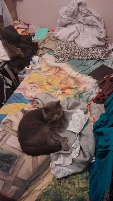 Британска късокосместа котка, на две години.