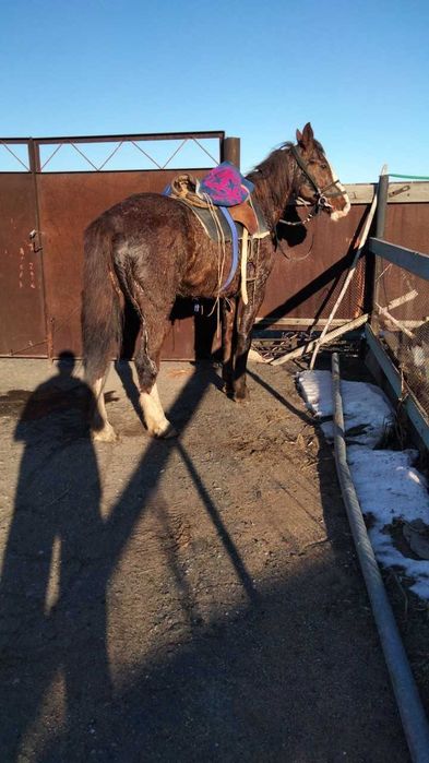 Продам Кобылу 8 лет