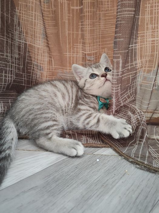 Скоттиш Страйт (мальчик)