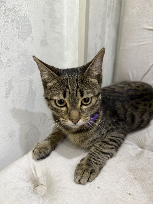 Бенгал парода аралаш