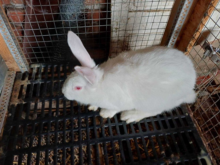 Зайци порода цика