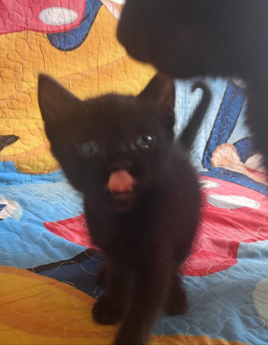 Отдам котят бесплатно