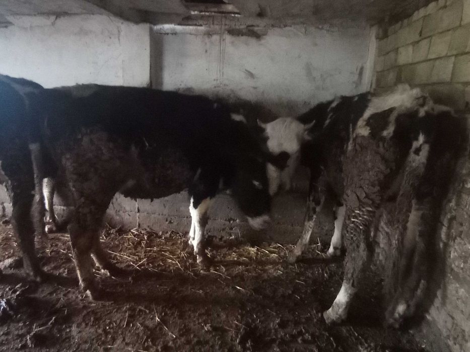 Продавам млади крави бременни