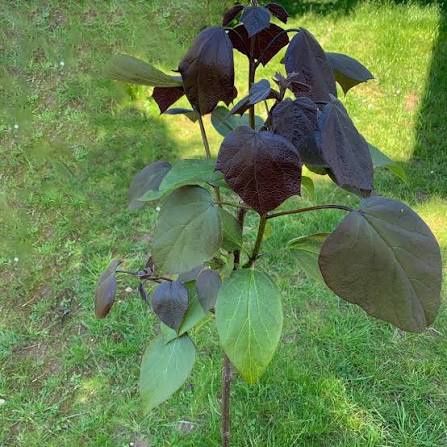 Catalpa Purpea .