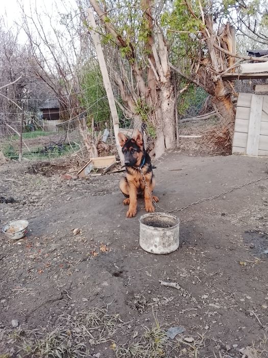 Таза канды неміс