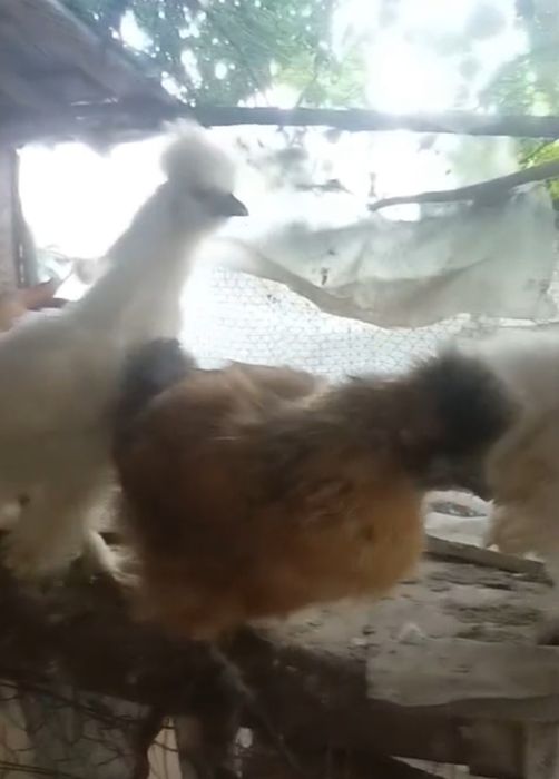 Găini și cocoși Mătase Japoneză