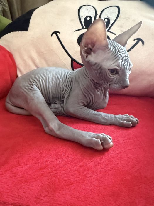Продам котёнка Канадский Сфинкс