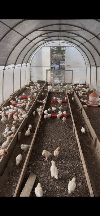 Продам цыплят несушки