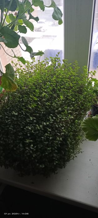 Продам цветы домашнии