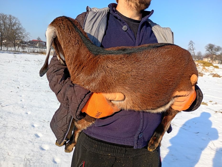 Mascul Anglonubian cu pedigree.