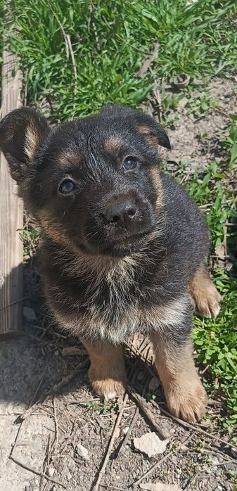 Овчарки метисы .