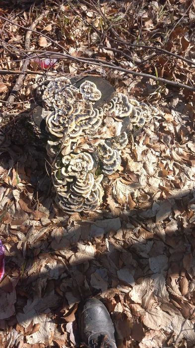 Ciuperci medicinale coada curcanului