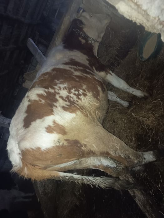 De vânzare vițeauă