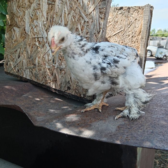 Продам петушков брама