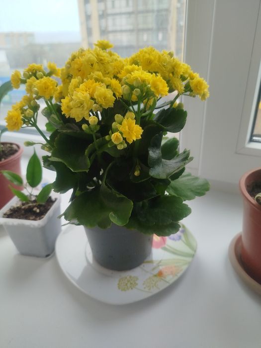 Гүлдер сатылымда,