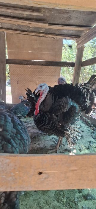 Kurka xoʻroz [85 000 soʻm-kg]