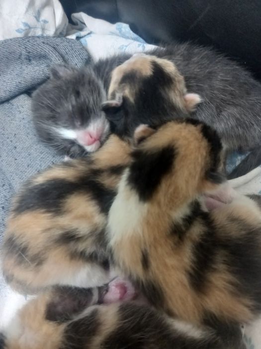 Котята отдам даром