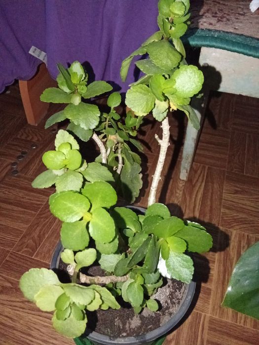 Разные Цветы Домашние.