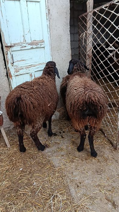 Қўйлар сотилади ҳаммаси ёш