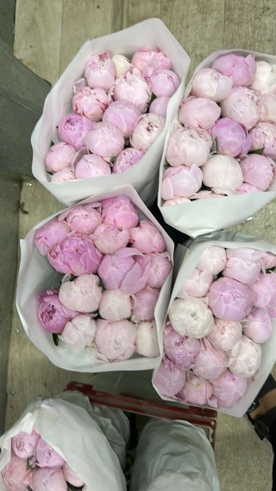 Пионы букеты цветы оптом и в розницу