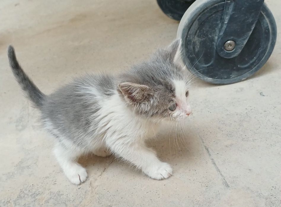 Отдам котят в добрые руки бесплатно