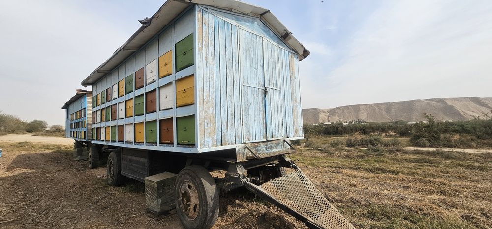 Asalari tirkamasi pavilon