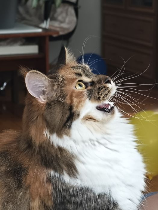 Кошечка на вязку