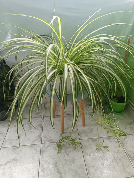 Стайни и балконски цветя